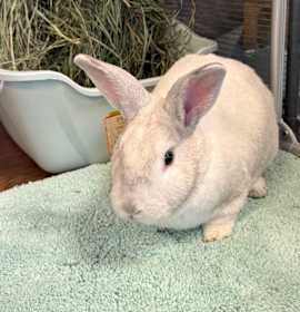 Photo of Bun Affleck 