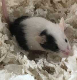 Photo of Tre Davious