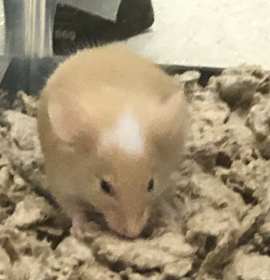 Photo of Cookie Gilchrist