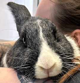 Photo of Bun Bun The Iron Giant