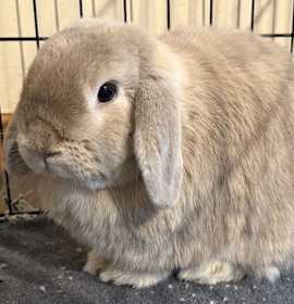 Photo of Nev   *Bonded to Nessa