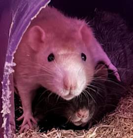 Photo of Lux & Onyx BONDED