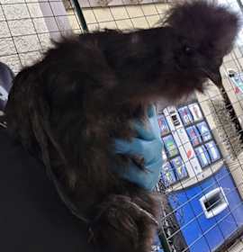 Photo of Basil (mcas)