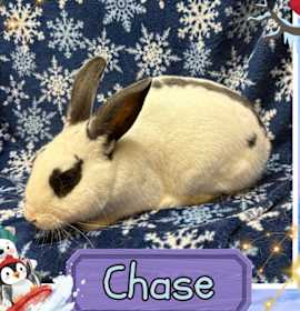 Photo of Chase