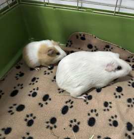 Photo of Almond and Acorn