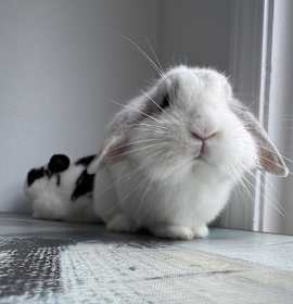 Photo of Wisp & Misty