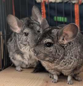 Photo of Stella & Spice