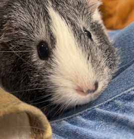 Photo of Clover - Bonded to Chamomile &