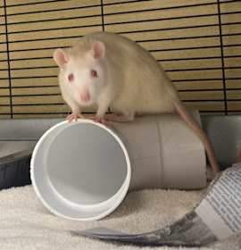 Photo of Daniel Ratcliffe