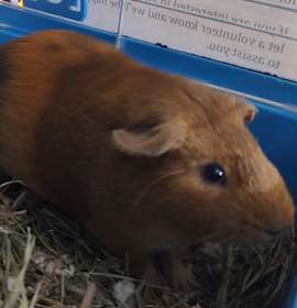 Photo of Mooselouhoo