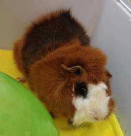 Photo of Stephen 45662