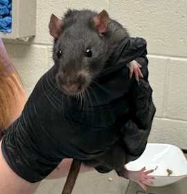 Photo of Aristoc-rat