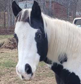 Photo of Domino - Coming Soon!