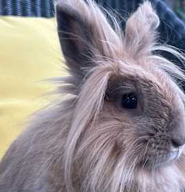 Photo of Toy (Bonded to Bigwig)