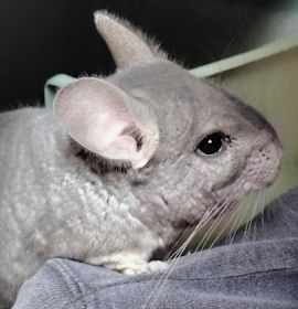 Photo of Chimichanga