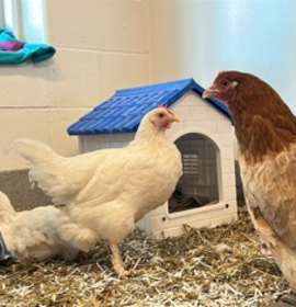 Photo of Popstar Chickens