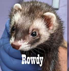 Photo of Rowdy & Mello