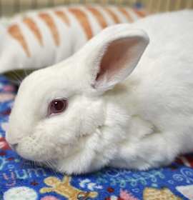 Photo of Kitchen Aid Mixer