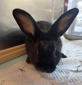 Photo of Chaos Nugget