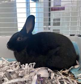 Photo of Sir Reginald Thumpington III