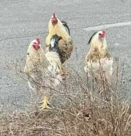 Photo of 3 Roosters