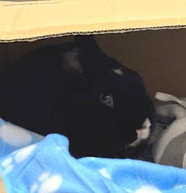 Photo of Chip Skylark