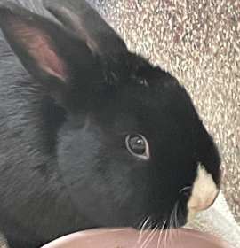 Photo of Crimson Chin with Juandissimo-In Foster