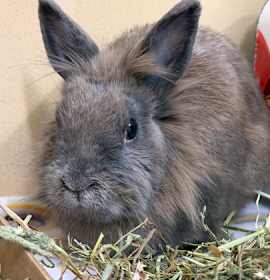 Photo of Jackolantern