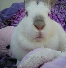 Photo of Magenta Faraday “Maggie”