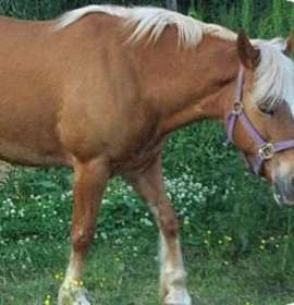 Photo of CoCo 'Chanel'