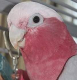 Photo of Bonnie Bell