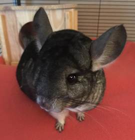 Photo of Chilli chinchilla