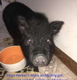 Photo of Sir Peter Porker III 1/2