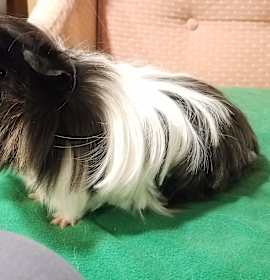 Photo of Oreo