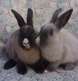 Photo of Rick/Gracie