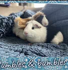 Photo of Bumbles & Rumbles