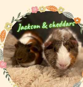 Photo of Jackson & Cheddars