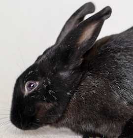 Photo of Tammie Brown