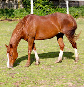 Photo of Pippi Longstocking