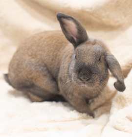 Photo of Cinnamon Toast & Brownie