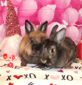 Photo of Romeo & Juliet