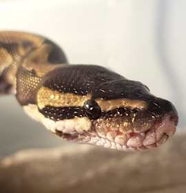 Photo of Grimbolina Pretzel