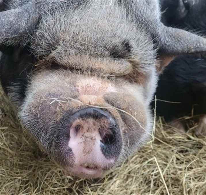 Photo of Scooter