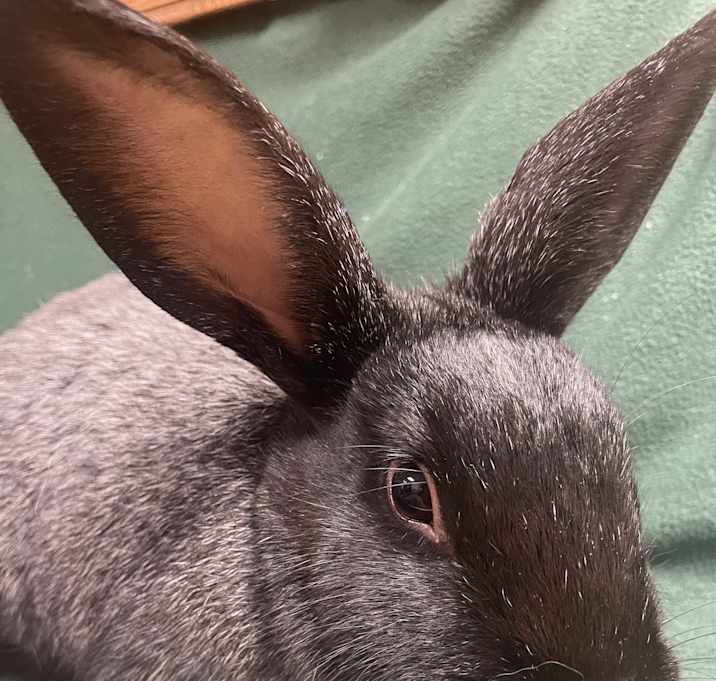 Photo of Charles