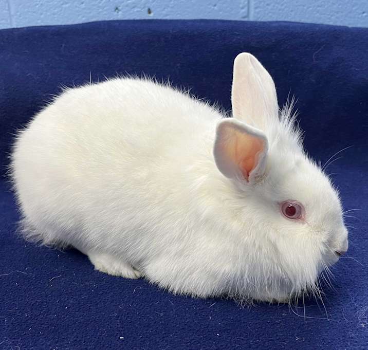 Photo of Lily