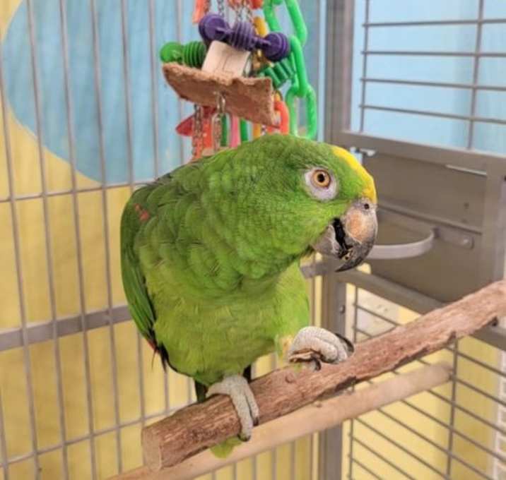 Photo of Bubba