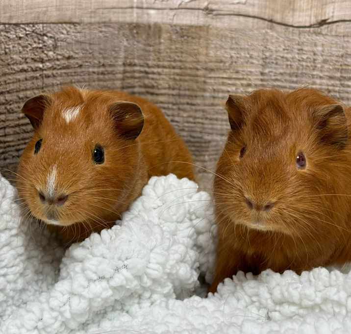 Photo of Jam & Jelly