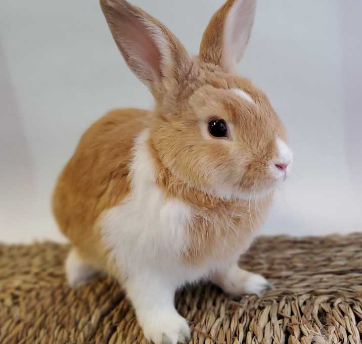 Photo of Lord Marmalade