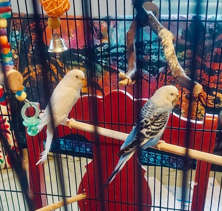 Photo of Dawson / Budgie Schuyler