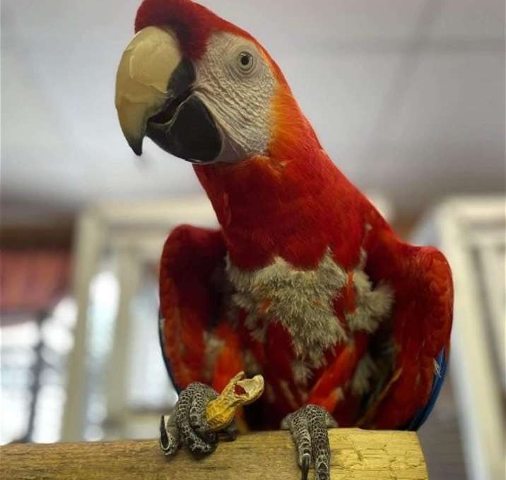 Photo of Mango